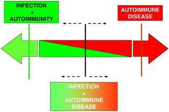 HCV infection and MC syndrome Hepatitis C virus infection, mixed cryoglobulinemia and BLys upregulation: