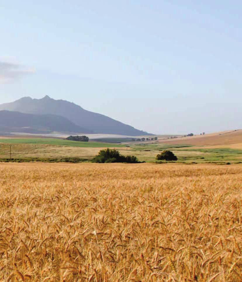 zione e strategie di profitto di Andrea Cagnolati Direttore generale di Grain Services "#$%&#$'()&*"+'*"#,#))',&--#(.* /0'".(.$&#* $.(1&#/'2* /#* 1'3/#4 -&.('2*/#*".(),#-&.