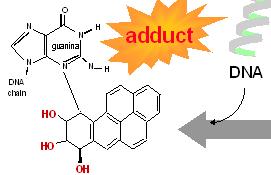 Vie metaboliche di Conversione enzimatica del Benzopirene in composti genotossici.