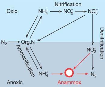 Caso studio 3: PROCESSI BIOLOGICI INNOVATIVI Alternative più promettenti Processi che ne derivano Nitrificazione arrestata a nitrito