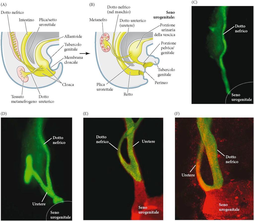 Sviluppo della vescica e