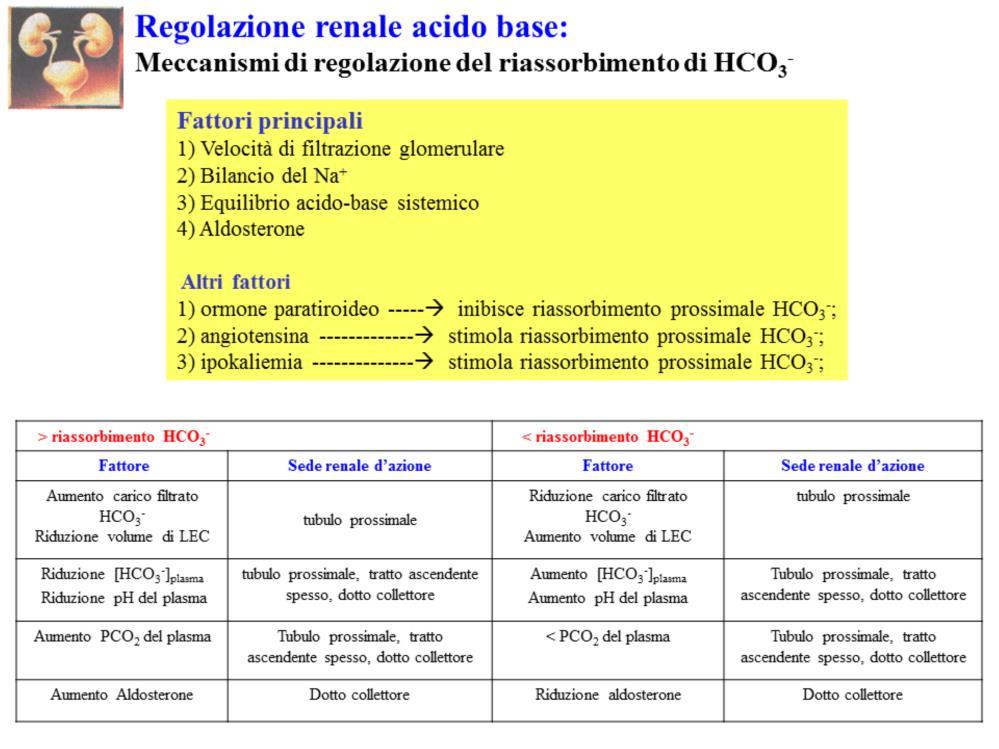 Acidosi metabolica e respiratoria stimola riassorbimento HCO 3- tramite acidificazione del liquido intracellulare delle cellule tubulari renali che favorisce: 1) instaurazione di un gradiente