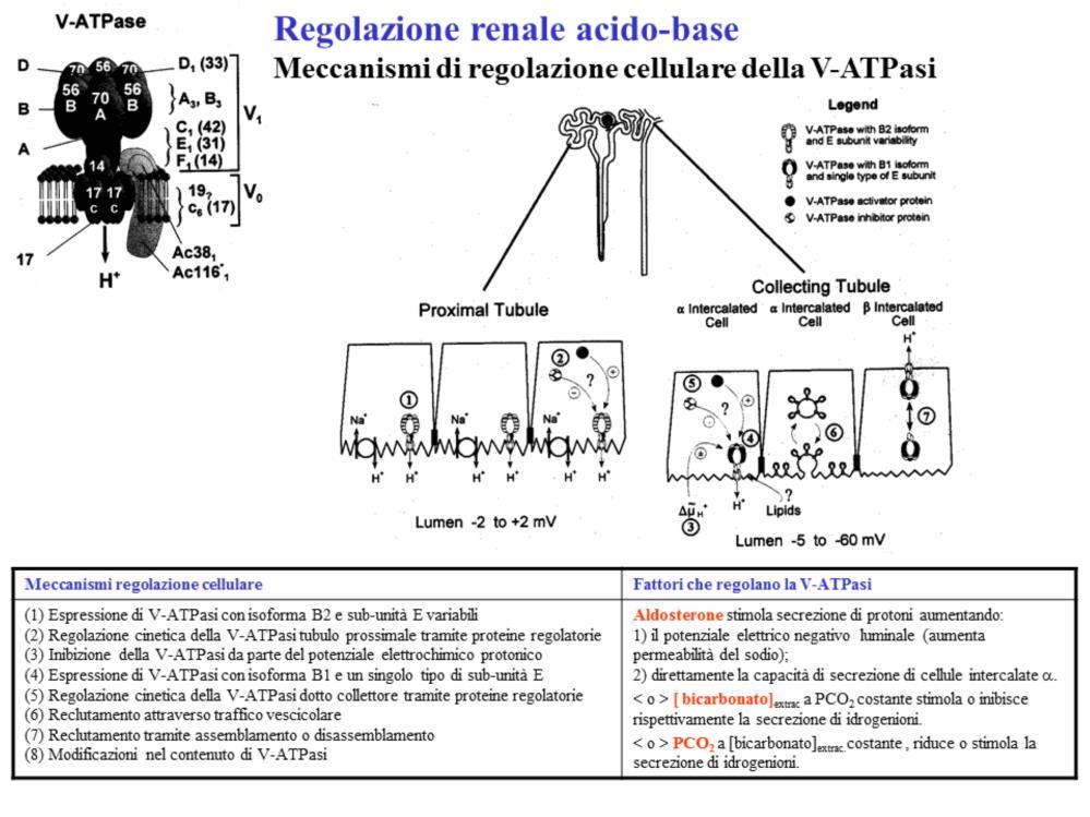 Il tubulo contorto prossimale esprime V-ATPasi con distinte proprietà enzimatiche che contiene la isoforma B2 e il polipeptide E variabile.