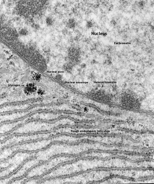 nucleari eucromarina