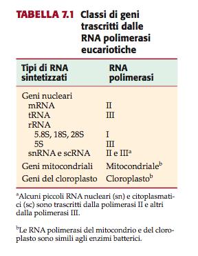 Eucariote hanno numerosi tipi di RNA polimerasi: La RNA polimerasi I: sintetizza un pre-rrna 45S, che matura in rrna di 28S, 18S and 5.8S della grande subunità ribosomale.