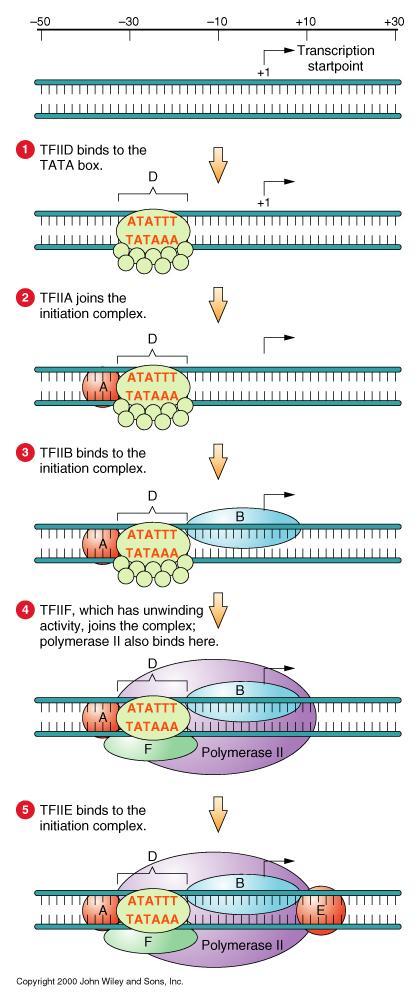 INIZIO DELLA TRASCRIZIONE di un gene eucariotico L RNA pol II non riconosce il promotore senza l intervento dei Fattori di Trascrizione TFII TFIID (Transcription Factor II D) si lega al TATA box del