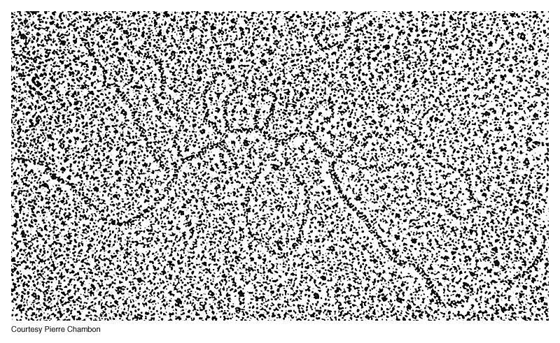 STRUTTURA DEL GENE EUCARIOTICO Chambon e coll, 1978 Fotografia al microscopio elettronico dell ibrido fra mrna e gene per l ovoalbumina di pollo