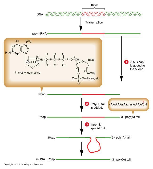 TRASCRIZIONE E MATURAZIONE DELL RNA MESSAGGERO NEGLI EUCARIOTI L RNA messaggero è sintetizzato dalla RNApol II nel nucleo e poi trasportato nel citoplasma Gli RNA trascritti sono monogenici Gli mrna