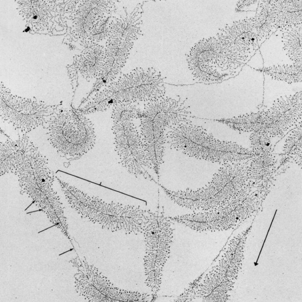 I GENI CHE CODIFICANO GLI RNA RIBOSOMALI Fotografia al