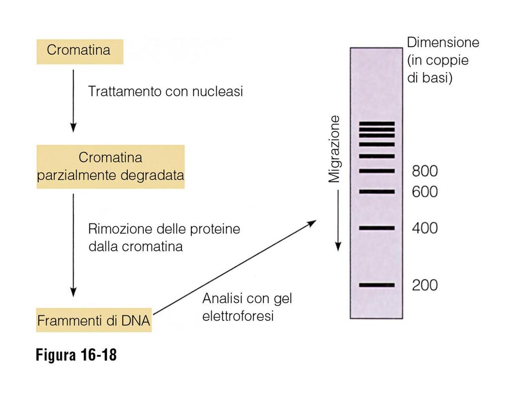 Lezione 6/7 organuli citoplasmatici con