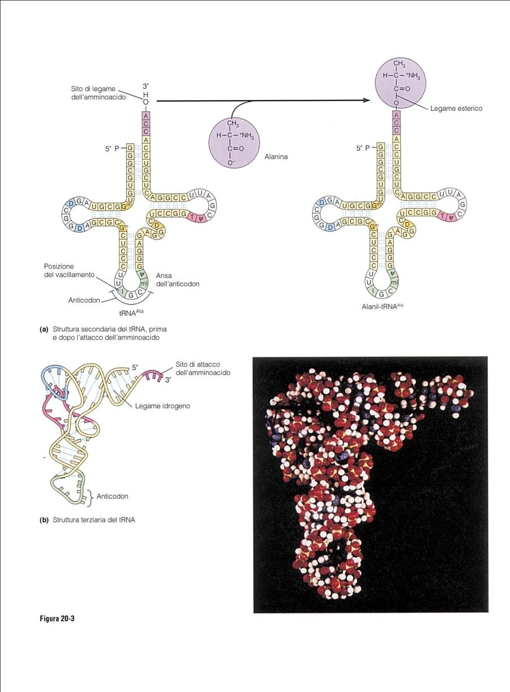 trna: RNA transfert mediano il trasferimento