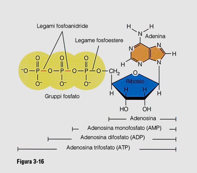 DNA E' formato da due filamenti avvolti a doppia elica; e' costituito da monomeri (nucleotidi) (purine e pirimidine) formati da basi azotate, legate al C1dello zucchero,