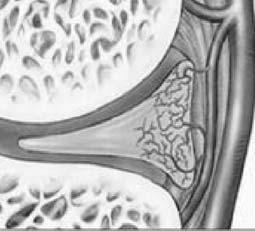 arterie genicolate mediale e