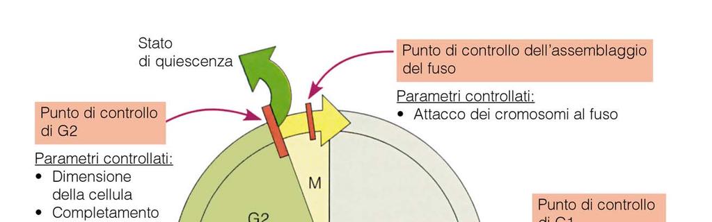 TRANSIZIONE METAFASE-ANAFASE Oltre al suo ruolo nell innesco della mitosi, il