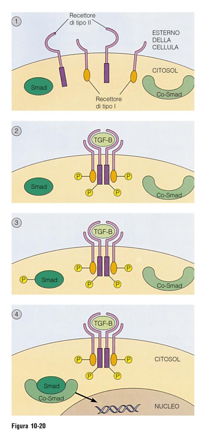 Fattori di crescita che inibiscono la proliferazione cellulare TGF-β azione antagonista a EGF e PDGF Quando agisce come inibitore della crescita, TGF-β, legandosi al suo recettore di superficie,