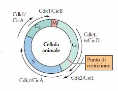 Negli eucarioti superiori diversi tipi di molecole Cdk interagiscono con diversi tipi di cicline generando una varietà di complessi Cdk-ciclina diversi.