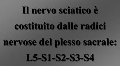 LOMBOSCIATALGIA LOMBOCRURALGIA Il nervo sciatico è costituito dalle radici nervose del plesso sacrale: