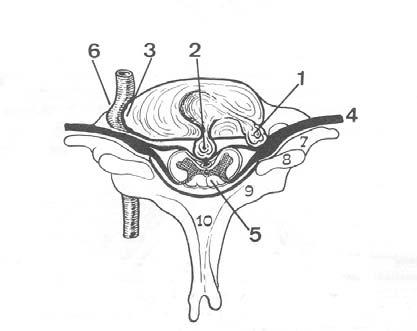 cauda equina (nel tratto lombo-sacrale) 1.