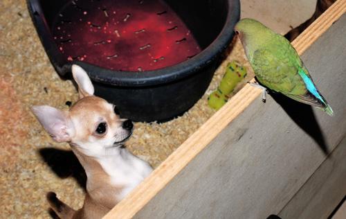 in questo fine settimana, facciamo einoltre lui si adurante fare feste nuovi lo vediamo con i Chihuahua Trudy,Camilla, ma anche con Claudia,Daniela echiaramente Federico.