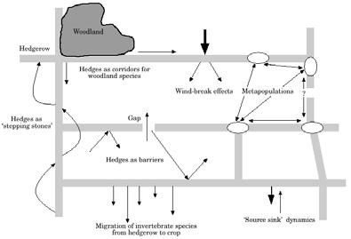 Biodiversità - componente invertebrati Biodiversità - componente erpetofauna e micromammiferi Uno studio di Likefood e Wallis (1982) che riportava una sistematica frequentazione di donnola nei filari