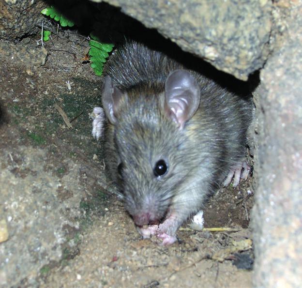 rettili e anfibi provocandone la scomparsa. Il ratto nero è stato eliminato da Montecristo ma continua ad essere presente a Pianosa.