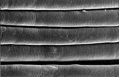 IL METABOLISMO DEL TESSUTO