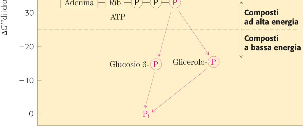 [ATP] Conferisce un autonomia di 5-6 secondi.