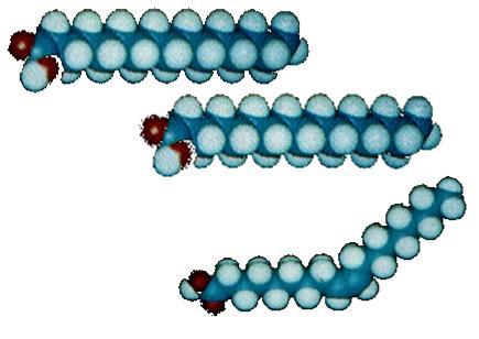 prolungata) contengono piccoli depositi di TAG il muscolo non esprime recettori per il glucagone: il digiuno non modifica le riserve di TAG muscolari Il muscolo contiene