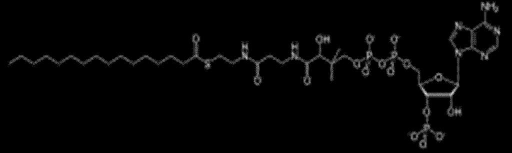 VLDL ( fegato- sintesi stimolata da insulina) La LIPASI LIPOPROTEICA è attivata dall insulina Lipoproteina Lipasi (membrana