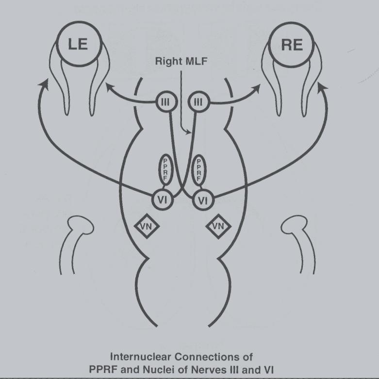 VIE OCULOMOTORIE fascicolo longitudinale mediale Connessione internucleare della formazione