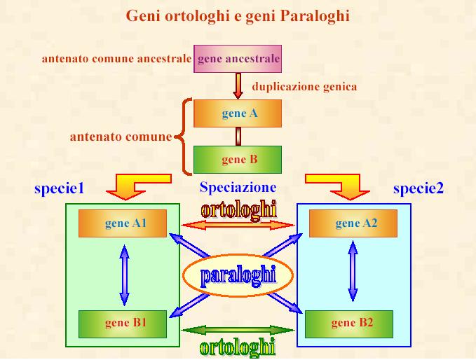 Sequenze ortologhe e paraloghe Due sequenze omologhe si dicono ortologhe quando rappresentano lo stesso gene in specie differenti.