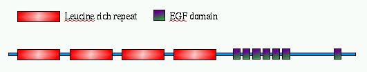 Esercizio 1: Matrici similarità Scaricare la sequenza della proteina SLIT di Drosofila (UNIPROT P24014 Isoforma A), si tratta di una proteina con diversi domini ripetuti (Leucine Rich Repeated motif