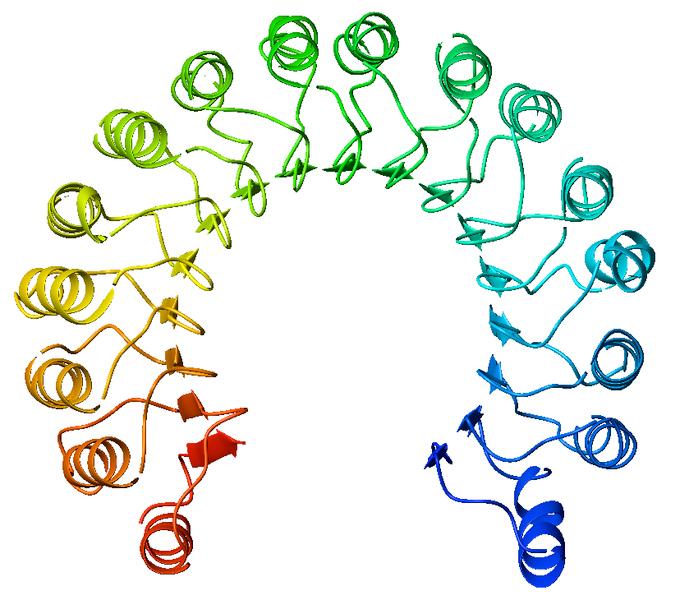 All N-terminale vi sono 4 regioni ripetute, ricche di leucine, seguite da una serie di zone più piccole ripetute 6 volte, più una verso il C-terminale (sono EGF, fattori di crescita).