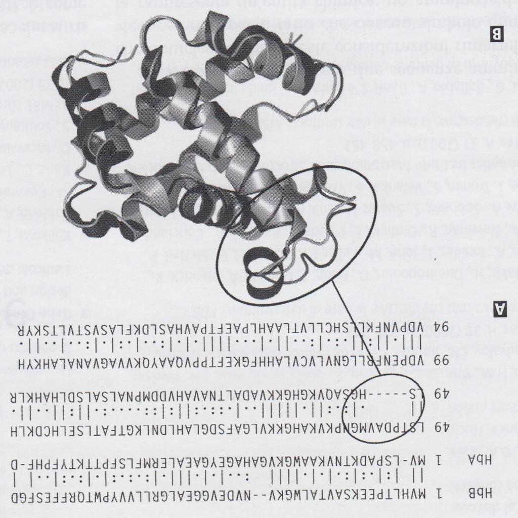ESEMPIO 2: catena a e b dell emoglobina umana Le zone
