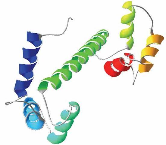 Esempio: calmodulina Dotplot di una proteina contro se stessa consente di scoprire: