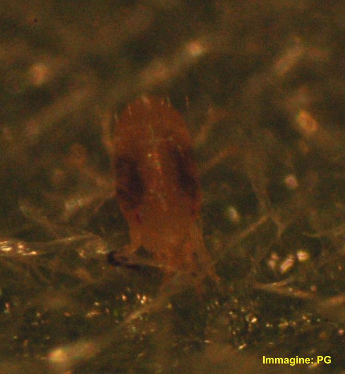 Tetranycus urticae (ragnetto rosso) L'azione parassitaria di questo microscopico ragnetto si manifesta con punteggiature e scolorimenti, an Nelle regioni a clima mite è sempre