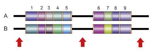 3.12 CONFRONTO TRA MAPPE GENETICHE E MAPPE FISICHE Figura 3.