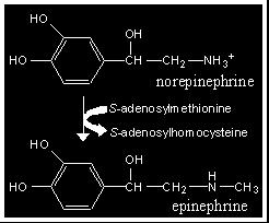 fosfatidiletanolamina a