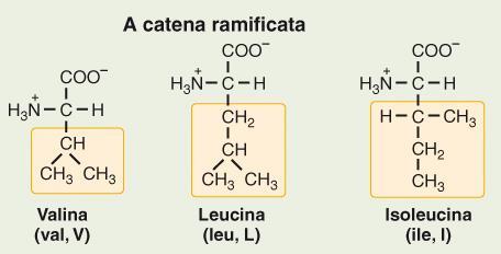 Aminoacidi che generano Succinil-CoA: Treonina, Metionina, Valina e Isoleucina METABOLISMO degli AMINOACIDI a CATENA RAMIFICATA: Aminoacidi