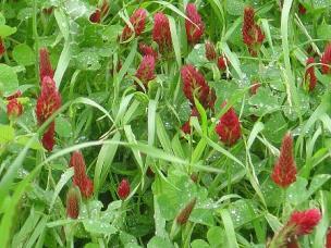 Green manure, azoto fissatrice Effetto