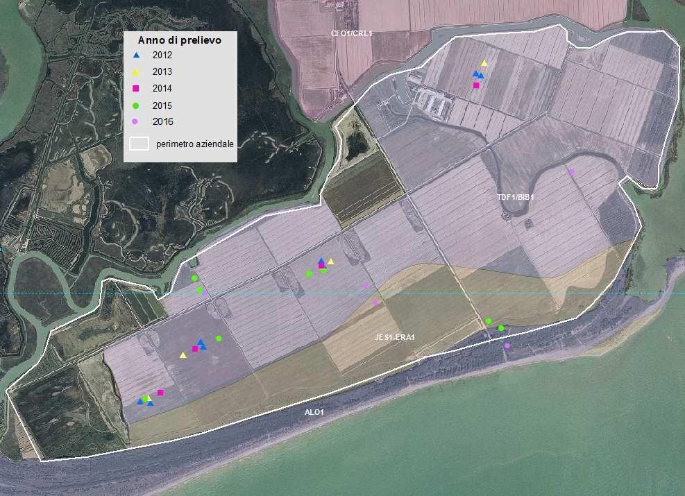 dai sedimenti fluviali del Tagliamento, prevalentemente limi e sabbie, estremamente calcarei (contenuto in carbonati superiore al 60%). Dalla cartografia dei suoli in scala 1:50.