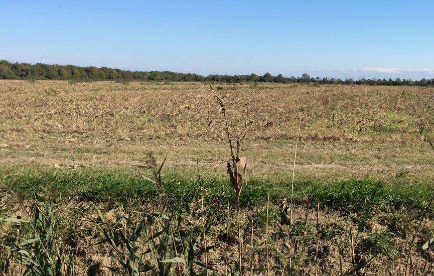 Nell azienda si distingue un area prossima al mare di duna costiera a vegetazione naturale in cui i suoli non sono stati lavorati o rimaneggiati (suolo Alberoni ALO1) e una parte più interna