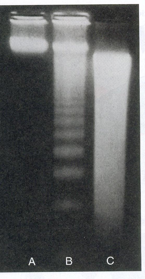 La scaletta di DNA
