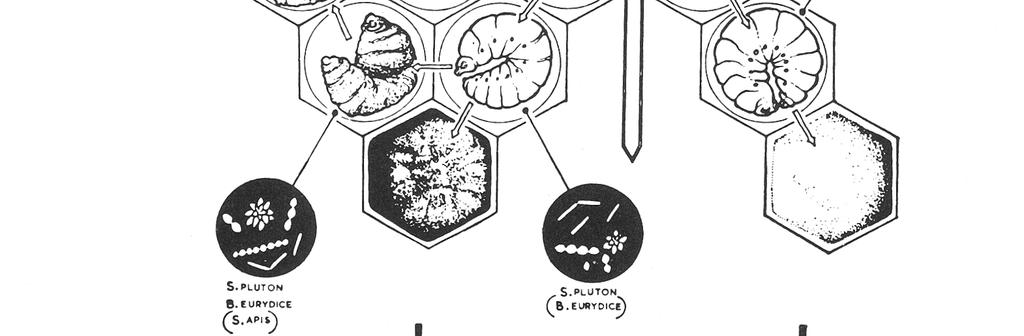 Larva