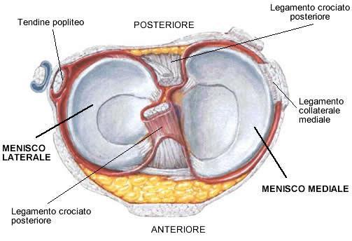 Il Menisco mediale ha una forma di semiluna ed ha poca mobilità.