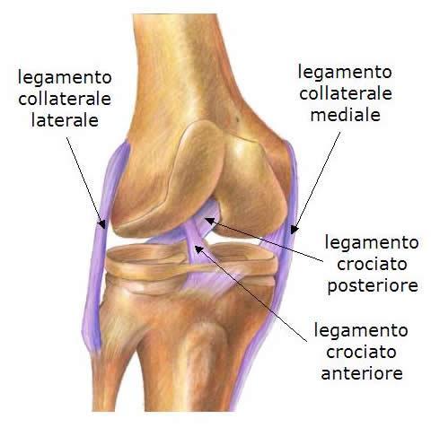 Il LCM è più sottile del LCL ed ha la forma di una striscia elastica. Si trova all interno della capsula ed è collegato al menisco mediale, è più lungo del collaterale laterale.