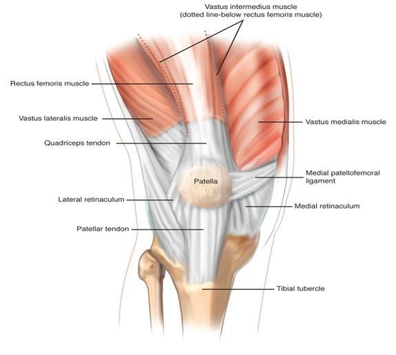 Le estremità dei due legamenti raggiungono la massima tensione a ginocchio esteso, mentre durante la flessione si allentano. il Legamento Patellare unisce la patella alla tuberosità tibiale.