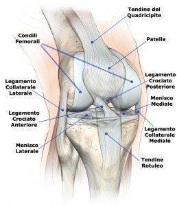 La Rotula è il più grande osso sesamoide del corpo umano.