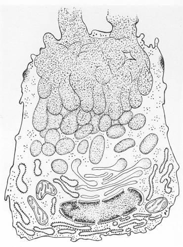 SECREZIONE MUCOSA Numerosi vacuoli contenenti muco si fondono prima di essere secreti L apparato di Golgi