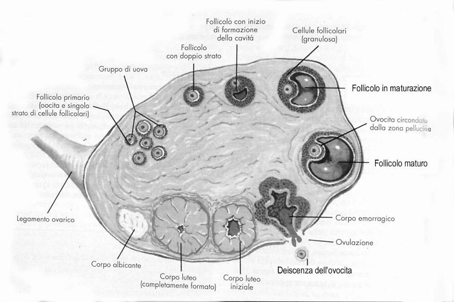 L ovaio (antro)